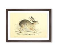 Big Box Art Vintage Joseph Wolf Black-Tailed Jack-Rabbit Framed Wall Art Picture Print Ready to Hang, Walnut A2 (62 x 45 cm)