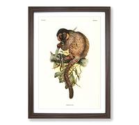 Big Box Art Vintage Joseph Wolf Common Brown Lemur Framed Wall Art Picture Print Ready to Hang, Walnut A2 (62 x 45 cm)