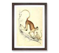 Big Box Art Vintage Joseph Wolf Woolly Spider-Monkey Framed Wall Art Picture Print Ready to Hang, Walnut A2 (62 x 45 cm)