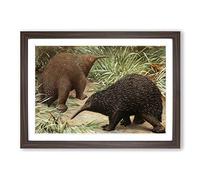 Big Box Art Vintage Karl Ludwig Hartig Echidna Framed Wall Art Picture Print Ready to Hang, Walnut A2 (62 x 45 cm)