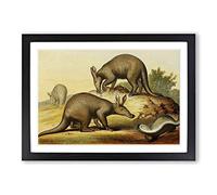 Big Box Art Vintage Natural History Aardvark & Ratel Framed Wall Art Picture Print Ready to Hang, Black A2 (62 x 45 cm)