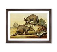 Big Box Art Vintage Natural History Aardvark & Ratel Framed Wall Art Picture Print Ready to Hang, Walnut A2 (62 x 45 cm)