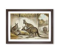 Big Box Art Vintage Natural History Kangaroos Framed Wall Art Picture Print Ready to Hang, Walnut A2 (62 x 45 cm)