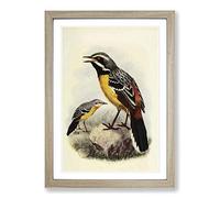 Big Box Art Vintage Natural History Orange-Breasted Rock-Jumper Framed Wall Art Picture Print Ready to Hang, Oak A2 (62 x 45 cm)