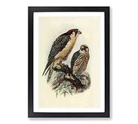 Big Box Art Vintage Natural History South African Lanner Framed Wall Art Picture Print Ready to Hang, Black A2 (62 x 45 cm)