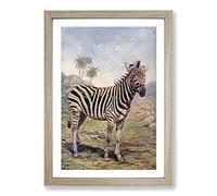 Big Box Art Vintage Natural History Zebra Framed Wall Art Picture Print Ready to Hang, Oak A2 (62 x 45 cm)