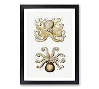 Big Box Art Vintage Octopus by Ernst Haeckel Framed Wall Art Picture Print Ready to Hang, Black A2 (62 x 45 cm)
