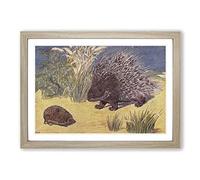 Big Box Art Vintage Percy J Billinghurst Porcupine & Hedgehog Framed Wall Art Picture Print Ready to Hang, Oak A2 (62 x 45 cm)