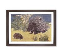 Big Box Art Vintage Percy J Billinghurst Porcupine & Hedgehog Framed Wall Art Picture Print Ready to Hang, Walnut A2 (62 x 45 cm)