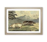 Big Box Art Vintage Philip Reinagle Banded Armadillo Framed Wall Art Picture Print Ready to Hang, Oak A2 (62 x 45 cm)