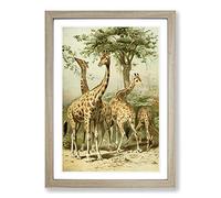 Big Box Art Vintage South African Giraffes Framed Wall Art Picture Print Ready to Hang, Oak A2 (62 x 45 cm)