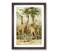 Big Box Art Vintage South African Giraffes Framed Wall Art Picture Print Ready to Hang, Walnut A2 (62 x 45 cm)