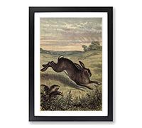Big Box Art Vintage Tame Animals Hare Framed Wall Art Picture Print Ready to Hang, Black A2 (62 x 45 cm)