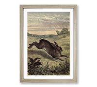 Big Box Art Vintage Tame Animals Hare Framed Wall Art Picture Print Ready to Hang, Oak A2 (62 x 45 cm)