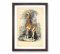 Big Box Art Vintage The Animal Kingdom Giraffe Framed Wall Art Picture Print Ready to Hang, Walnut A2 (62 x 45 cm)