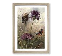 Big Box Art Vintage Thorburn Butterfly Six-Spot Burnet Framed Wall Art Picture Print Ready to Hang, Oak A2 (62 x 45 cm)