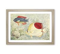 Big Box Art Vintage Tropical Fish from Samoa & East Indies Framed Wall Art Picture Print Ready to Hang, Oak A2 (62 x 45 cm)