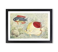 Big Box Art Vintage Tropical Fish from Samoa & East Indies Framed Wall Art Picture Print Ready to Hang, Black A2 (62 x 45 cm)
