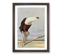 Big Box Art Vintage W Kuhnert African Fish Eagle Framed Wall Art Picture Print Ready to Hang, Walnut A2 (62 x 45 cm)