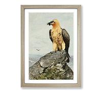 Big Box Art Vintage W Kuhnert Bearded Vulture Framed Wall Art Picture Print Ready to Hang, Oak A2 (62 x 45 cm)