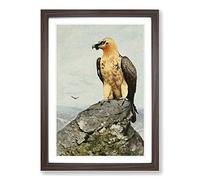 Big Box Art Vintage W Kuhnert Bearded Vulture Framed Wall Art Picture Print Ready to Hang, Walnut A2 (62 x 45 cm)