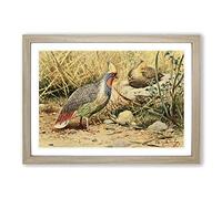 Big Box Art Vintage W Kuhnert Blood Pheasant Framed Wall Art Picture Print Ready to Hang, Oak A2 (62 x 45 cm)