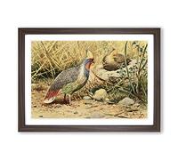 Big Box Art Vintage W Kuhnert Blood Pheasant Framed Wall Art Picture Print Ready to Hang, Walnut A2 (62 x 45 cm)