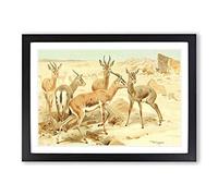 Big Box Art Vintage W Kuhnert Dorcas Gazelle Framed Wall Art Picture Print Ready to Hang, Black A2 (62 x 45 cm)