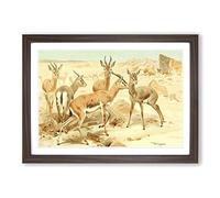 Big Box Art Vintage W Kuhnert Dorcas Gazelle Framed Wall Art Picture Print Ready to Hang, Walnut A2 (62 x 45 cm)