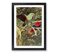 Big Box Art Vintage W Kuhnert Eclectus Parrot Framed Wall Art Picture Print Ready to Hang, Black A2 (62 x 45 cm)