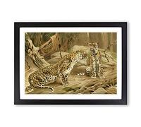 Big Box Art Vintage W Kuhnert Leopards Framed Wall Art Picture Print Ready to Hang, Black A2 (62 x 45 cm)