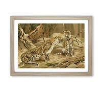 Big Box Art Vintage W Kuhnert Leopards Framed Wall Art Picture Print Ready to Hang, Oak A2 (62 x 45 cm)