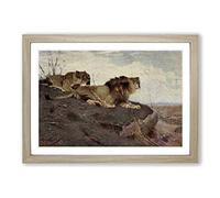 Big Box Art Vintage W Kuhnert Lions (3) Framed Wall Art Picture Print Ready to Hang, Oak A2 (62 x 45 cm)