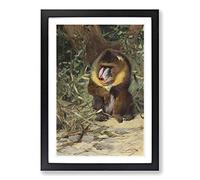 Big Box Art Vintage W Kuhnert Mandrill (2) Framed Wall Art Picture Print Ready to Hang, Black A2 (62 x 45 cm)
