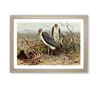 Big Box Art Vintage W Kuhnert Marabou Stork Framed Wall Art Picture Print Ready to Hang, Oak A2 (62 x 45 cm)