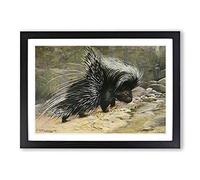 Big Box Art Vintage W Kuhnert Porcupine Framed Wall Art Picture Print Ready to Hang, Black A2 (62 x 45 cm)