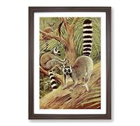 Big Box Art Vintage W Kuhnert Ring-Tailed Lemur Framed Wall Art Picture Print Ready to Hang, Walnut A2 (62 x 45 cm)