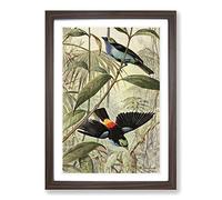 Big Box Art Vintage Walter Heubach Paradise Tanager Framed Wall Art Picture Print Ready to Hang, Walnut A2 (62 x 45 cm)