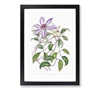 Big Box Art Violet Clematis Flowers Framed Wall Art Picture Print Ready to Hang, Black A2 (62 x 45 cm)