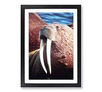 Big Box Art Walrus Framed Wall Art Picture Print Ready to Hang, Black A2 (62 x 45 cm)