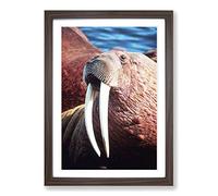 Big Box Art Walrus Framed Wall Art Picture Print Ready to Hang, Walnut A2 (62 x 45 cm)