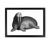 Big Box Art Walrus in Black & White by George Shaw Framed Wall Art Picture Print Ready to Hang, Black A2 (62 x 45 cm)