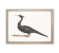 Big Box Art Water Bird by Johan Teyler Framed Wall Art Picture Print Ready to Hang, Oak A2 (62 x 45 cm)