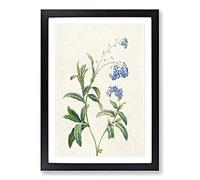 Big Box Art Water Forget-Me-Not Flowers by Pierre-Joseph Redoute Framed Wall Art Picture Print Ready to Hang, Black A2 (62 x 45 cm)