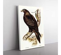 Big Box Art Wedge-Tailed Eagle by Elizabeth Gould Canvas Wall Art Print Ready to Hang Picture, 76 x 50 cm (30 x 20 Inch), White, Brown, Gold, Brown, Green
