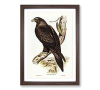 Big Box Art Wedge-Tailed Eagle by Elizabeth Gould Framed Wall Art Picture Print Ready to Hang, Walnut A2 (62 x 45 cm)