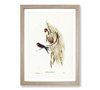 Big Box Art Welcome Swallows by Elizabeth Gould Framed Wall Art Picture Print Ready to Hang, Oak A2 (62 x 45 cm)