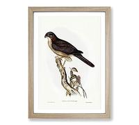 Big Box Art West Australian Goshawk by Elizabeth Gould Framed Wall Art Picture Print Ready to Hang, Oak A2 (62 x 45 cm)