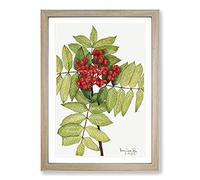 Big Box Art Western Mountain Ash by Mary Vaux Walcott Framed Wall Art Picture Print Ready to Hang, Oak A2 (62 x 45 cm)