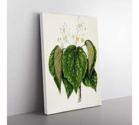 Big Box Art Whau Cork Tree Flowers by Sarah Featon Canvas Wall Art Print Ready to Hang Picture, 76 x 50 cm (30 x 20 Inch), White, Green, Red